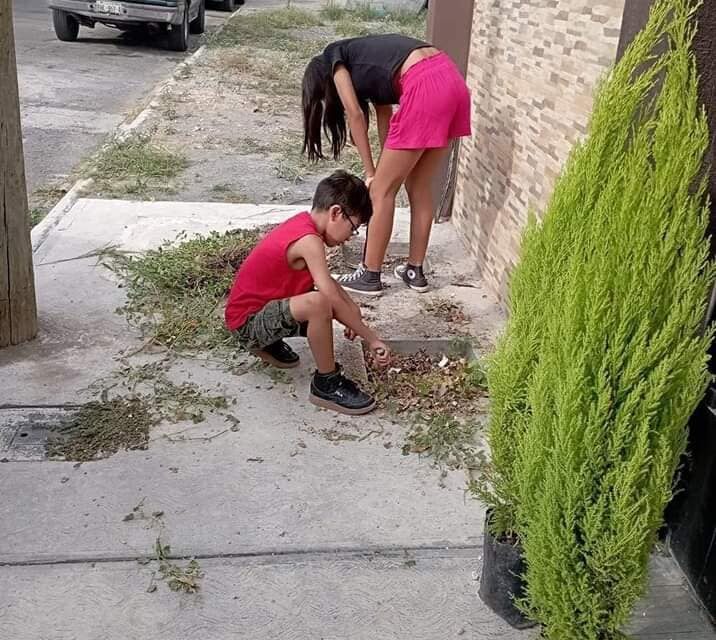 RETO “ROMPE LA BANQUETA Y PLANTA UN ARBOL” … Por Israel Dirzo