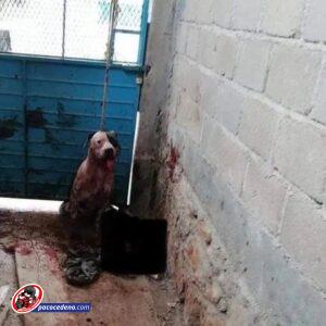 Perro ataca a ladrón y exigen que sea sacrificado