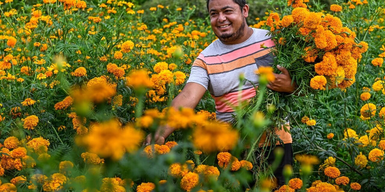 MORELOS, SÉPTIMO LUGAR EN PRODUCCIÓN DE FLOR DE CEMPASÚCHIL