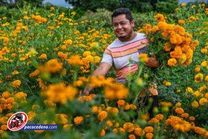 MORELOS, SÉPTIMO LUGAR EN PRODUCCIÓN DE FLOR DE CEMPASÚCHIL