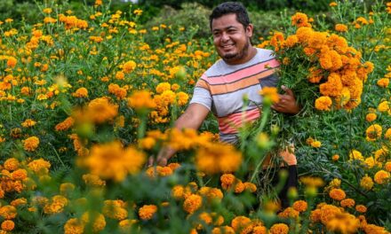 MORELOS, SÉPTIMO LUGAR EN PRODUCCIÓN DE FLOR DE CEMPASÚCHIL