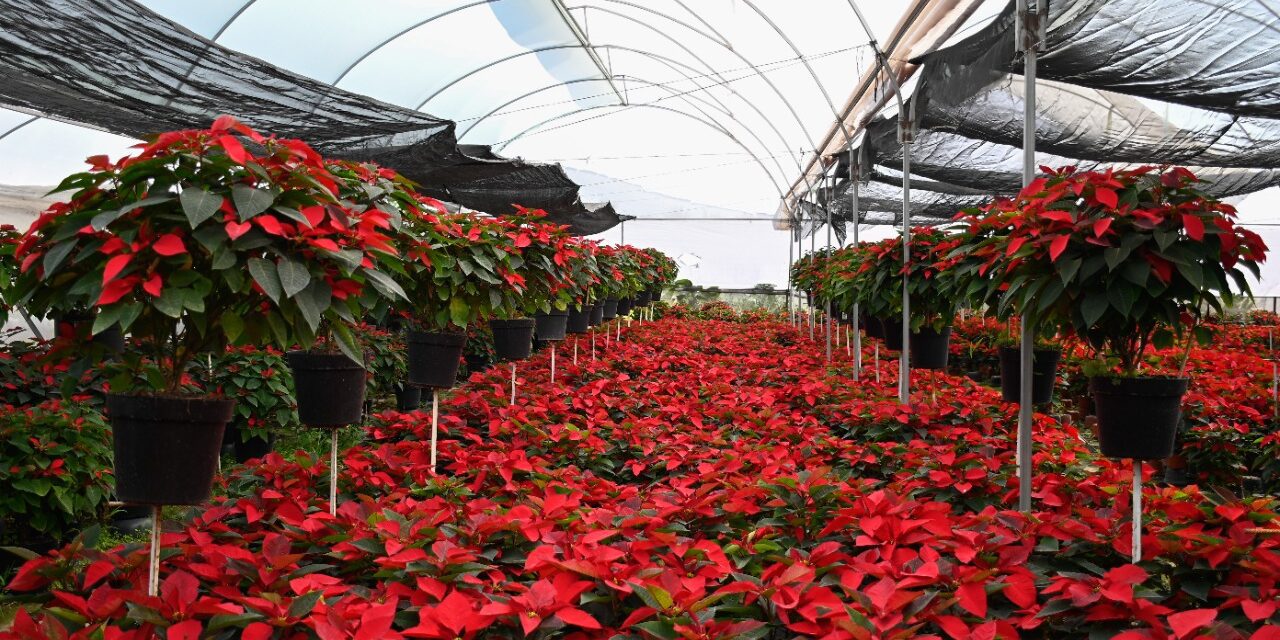 FLOR DE NOCHEBUENA, DE MORELOS PARA EL MUNDO   ·La entidad se consolida como la número uno en producción a nivel nacional  · Miles de familias adornan sus hogares con esta tradicional flor