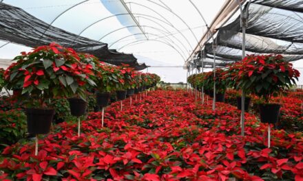 FLOR DE NOCHEBUENA, DE MORELOS PARA EL MUNDO   ·La entidad se consolida como la número uno en producción a nivel nacional  · Miles de familias adornan sus hogares con esta tradicional flor