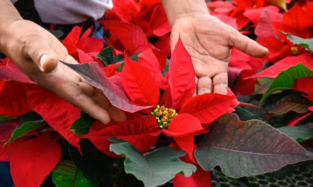 ES MORELOS PRINCIPAL EXPORTADOR DE NOCHEBUENA A ESTADOS UNIDOS