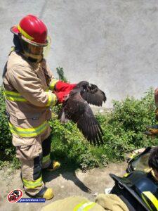 La dirección de Bomberos fue al rescate de un Alcón