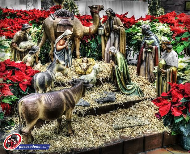 LA LEYENDA DE LA FLOR DE NOCHEBUENA EN MORELOS