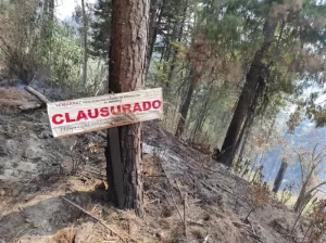 Los bosques de Tetela del Volcán, un pulmón en agonía