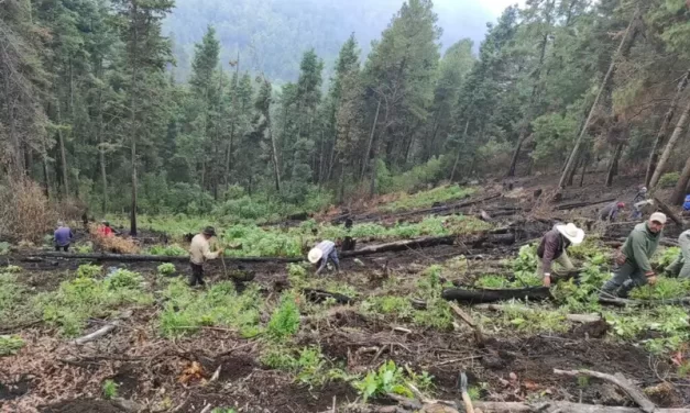 Los bosques de Tetela del Volcán, un pulmón en agonía