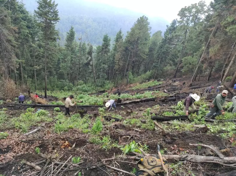 Los bosques de Tetela del Volcán, un pulmón en agonía