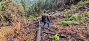 Los bosques de Tetela del Volcán, un pulmón en agonía